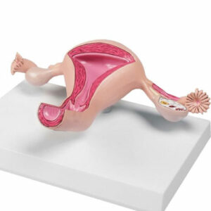 Uterus – model af livmoder