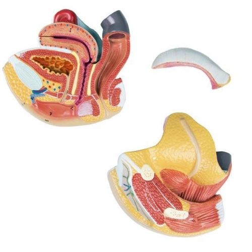 Kvindeligt kønsorgan